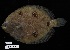  ( - FWRI 02425)  @11 [ ] CreativeCommons - Attribution Non-Commercial Share-Alike (2019) Fish and Wildlife Conservation Commission Fish and Wildlife Research Institute