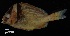  ( - FWRI 01222)  @11 [ ] CreativeCommons - Attribution Non-Commercial Share-Alike (2019) Fish and Wildlife Conservation Commission Fish and Wildlife Research Institute