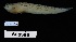  (Dactyloscopus moorei - FWRI 04418)  @11 [ ] by-nc-sa (2020) Fish and Wildlife Conservation Commission Fish and Wildlife Research Institute