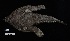  (Ogcocephalus nasutus - FWRI_04478.1)  @11 [ ] by-nc-sa (2025) Fish and Wildlife Conservation Commission Fish and Wildlife Research Institute