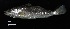  ( - FWRI_4755)  @11 [ ] by-nc-sa (2023) Fish and Wildlife Conservation Commission Fish and Wildlife Research Institute