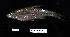  ( - FWRI_4981)  @11 [ ] by-nc-sa (2023) Fish and Wildlife Conservation Commission Fish and Wildlife Research Institute