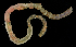  ( - FBAR-0091)  @11 [ ] CreativeCommons - Attribution Non-Commercial Share-Alike (2017) Unspecified Fish and Wildlife Research Institute