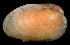  (Musculus lateralis - FBAR-0159)  @11 [ ] CreativeCommons - Attribution Non-Commercial Share-Alike (2017) Unspecified Fish and Wildlife Research Institute