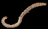  ( - FBAR-0169)  @11 [ ] CreativeCommons - Attribution Non-Commercial Share-Alike (2017) Unspecified Fish and Wildlife Research Institute