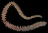  ( - FBAR-0170)  @11 [ ] CreativeCommons - Attribution Non-Commercial Share-Alike (2017) Unspecified Fish and Wildlife Research Institute