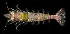  (Sicyonia typica - FBAR-0183)  @11 [ ] CreativeCommons - Attribution Non-Commercial Share-Alike (2017) Unspecified Fish and Wildlife Research Institute