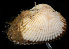  ( - FBAR-0225)  @11 [ ] CreativeCommons - Attribution Non-Commercial Share-Alike (2017) Unspecified Fish and Wildlife Research Institute
