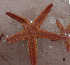  (Astropecten nitidus - FSBCI131037)  @11 [ ] CreativeCommons - Attribution Non-Commercial Share-Alike (2017) Unspecified Fish and Wildlife Research Institute