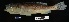  ( - FWRI 00686)  @11 [ ] CreativeCommons - Attribution Non-Commercial Share-Alike (2017) Unspecified Fish and Wildlife Research Institute