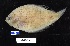  ( - FWRI 01140)  @11 [ ] CreativeCommons - Attribution Non-Commercial Share-Alike (2017) Unspecified Fish and Wildlife Research Institute