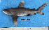  (Carcharhinus longimanus - FWRI 02808)  @11 [ ] CreativeCommons - Attribution Non-Commercial Share-Alike (2017) Unspecified Fish and Wildlife Research Institute