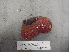  (Aplidium hourglassum - FWRI_I_1628)  @11 [ ] by-nc-sa (2014) Fish and Wildlife Conservation Commission Florida Biodiversity Collection at the Florida Fish and Wildlife Research Institute