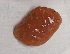  (Aplidium ruzickai - FWRI_I_1629)  @11 [ ] by-nc-sa (2018) Fish and Wildlife Conservation Commission Florida Biodiversity Collection at the Florida Fish and Wildlife Research Institute