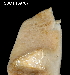  (Eudistoma spiculiferum - FWRI_I_1638)  @11 [ ] by-nc-sa (2019) Fish and Wildlife Conservation Commission Florida Biodiversity Collection at the Florida Fish and Wildlife Research Institute