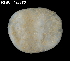  (Aplidium constellatum - FWRI_I_1643)  @11 [ ] by-nc-sa (2015) Fish and Wildlife Conservation Commission Florida Biodiversity Collection at the Florida Fish and Wildlife Research Institute