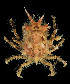  (Stenocionops furcata - SMPA-0051)  @11 [ ] CreativeCommons - Attribution Non-Commercial Share-Alike (2017) Unspecified Fish and Wildlife Research Institute