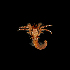  (Paguristes sericeus - SMPA-0122)  @11 [ ] CreativeCommons - Attribution Non-Commercial Share-Alike (2017) Unspecified Fish and Wildlife Research Institute