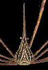  ( - SMPA-0195)  @11 [ ] CreativeCommons - Attribution Non-Commercial Share-Alike (2017) Unspecified Fish and Wildlife Research Institute