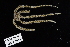  (Ophionereis reticulata - 138190-USGX 0055)  @11 [ ] by-nc-sa (2020) Paul Larson Fish and Wildlife Research Institute