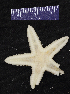  (Astropecten cingulatus - USNM E15902B)  @11 [ ] CreativeCommons - Attribution Non-Commercial Share-Alike (2017) Unspecified Fish and Wildlife Research Institute