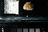  ( - FWRI I 00944)  @11 [ ] CreativeCommons - Attribution Non-Commercial Share-Alike (2019) Unspecified Fish and Wildlife Research Institute