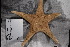  ( - FWRI I 01020)  @11 [ ] CreativeCommons - Attribution Non-Commercial Share-Alike (2019) Unspecified Fish and Wildlife Research Institute