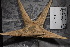  ( - FWRI I 01022)  @11 [ ] CreativeCommons - Attribution Non-Commercial Share-Alike (2019) Unspecified Fish and Wildlife Research Institute