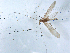  ( - AROo9b)  @12 [ ] CreativeCommons - Attribution (2010) Unspecified Centre for Biodiversity Genomics