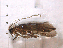  (Cheumatopsyche gordonae - ARCg8)  @13 [ ] CreativeCommons - Attribution (2010) Unspecified Centre for Biodiversity Genomics