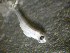  ( - 09CoIFishC8)  @12 [ ] No Rights Reserved (2014) Unspecified UH Biology