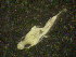  ( - 10COIFishB13)  @11 [ ] No Rights Reserved (2014) Unspecified UH Biology