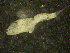  ( - 10COIFishB13)  @11 [ ] No Rights Reserved (2014) Unspecified UH Biology