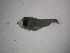  ( - 10COIFishB40)  @12 [ ] No Rights Reserved (2014) Unspecified UH Biology
