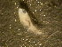  ( - 11COIFishC40)  @12 [ ] No Rights Reserved (2014) Unspecified UH Biology