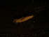  ( - 11COIFishC69)  @12 [ ] No Rights Reserved (2014) Unspecified UH Biology