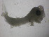  (Abudefduf abdominalis - 12COIFishA14)  @12 [ ] No Rights Reserved (2014) Unspecified UH Biology