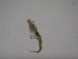  ( - 12COIFishB30)  @12 [ ] No Rights Reserved (2014) Unspecified UH Biology