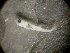  ( - 12COIFishC06)  @12 [ ] No Rights Reserved (2014) Unspecified UH Biology