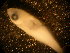 ( - 12COIFishC38)  @11 [ ] No Rights Reserved (2014) Unspecified UH Biology