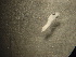  ( - 13COIFishC30)  @11 [ ] No Rights Reserved (2014) Unspecified UH Biology
