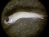  ( - 09COIFishC33)  @12 [ ] Unspecified (default): All Rights Reserved  Unspecified Unspecified
