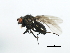  ( - CHU05-FLI-192)  @14 [ ] CreativeCommons - Attribution (2008) Unspecified Centre for Biodiversity Genomics