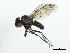  ( - CHU05-FLI-483)  @14 [ ] CreativeCommons - Attribution (2008) Unspecified Centre for Biodiversity Genomics