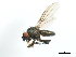  ( - CHU05-FLI-544)  @13 [ ] CreativeCommons - Attribution (2008) Unspecified Centre for Biodiversity Genomics