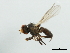  ( - CHU05-FLI-605)  @12 [ ] CreativeCommons - Attribution (2008) Unspecified Centre for Biodiversity Genomics