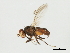  ( - CHU05-FLI-635)  @13 [ ] CreativeCommons - Attribution (2008) Unspecified Centre for Biodiversity Genomics