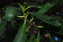  (Myoporum laetum - BS0060)  @11 [ ] CreativeCommons - Attribution Non-Commercial Share-Alike (2011) Olivier Maurin University of Johannesburg
