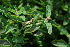  (Atriplex rosea - BS0087)  @11 [ ] CreativeCommons - Attribution Non-Commercial Share-Alike (2011) Olivier Maurin University of Johannesburg