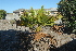  (Washingtonia robusta - BS0120)  @11 [ ] CreativeCommons - Attribution Non-Commercial Share-Alike (2011) Olivier Maurin University of Johannesburg